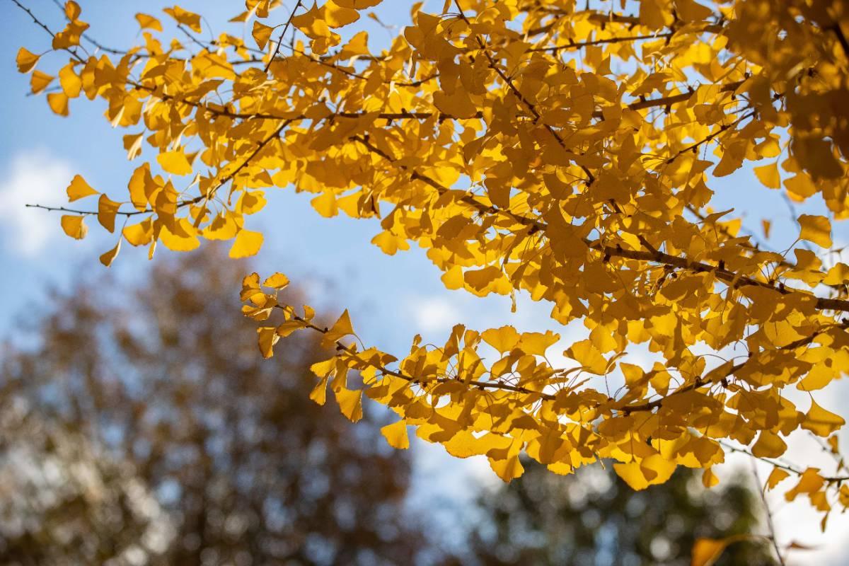 Close up of yellow leaves on a tree.